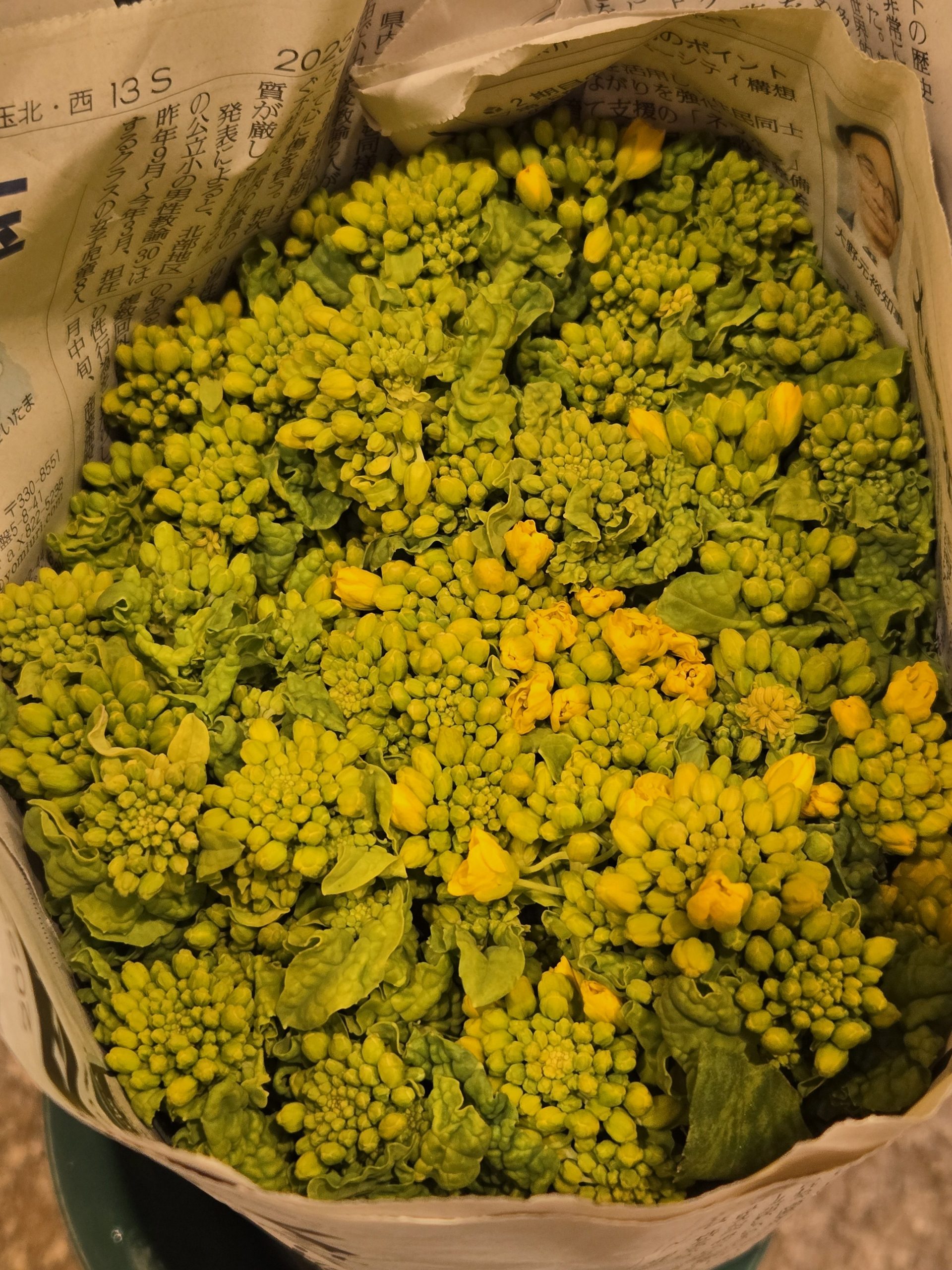 菜の花｜「花里」　（神奈川県逗子市の花キューピット加盟店 花屋）のブログ
