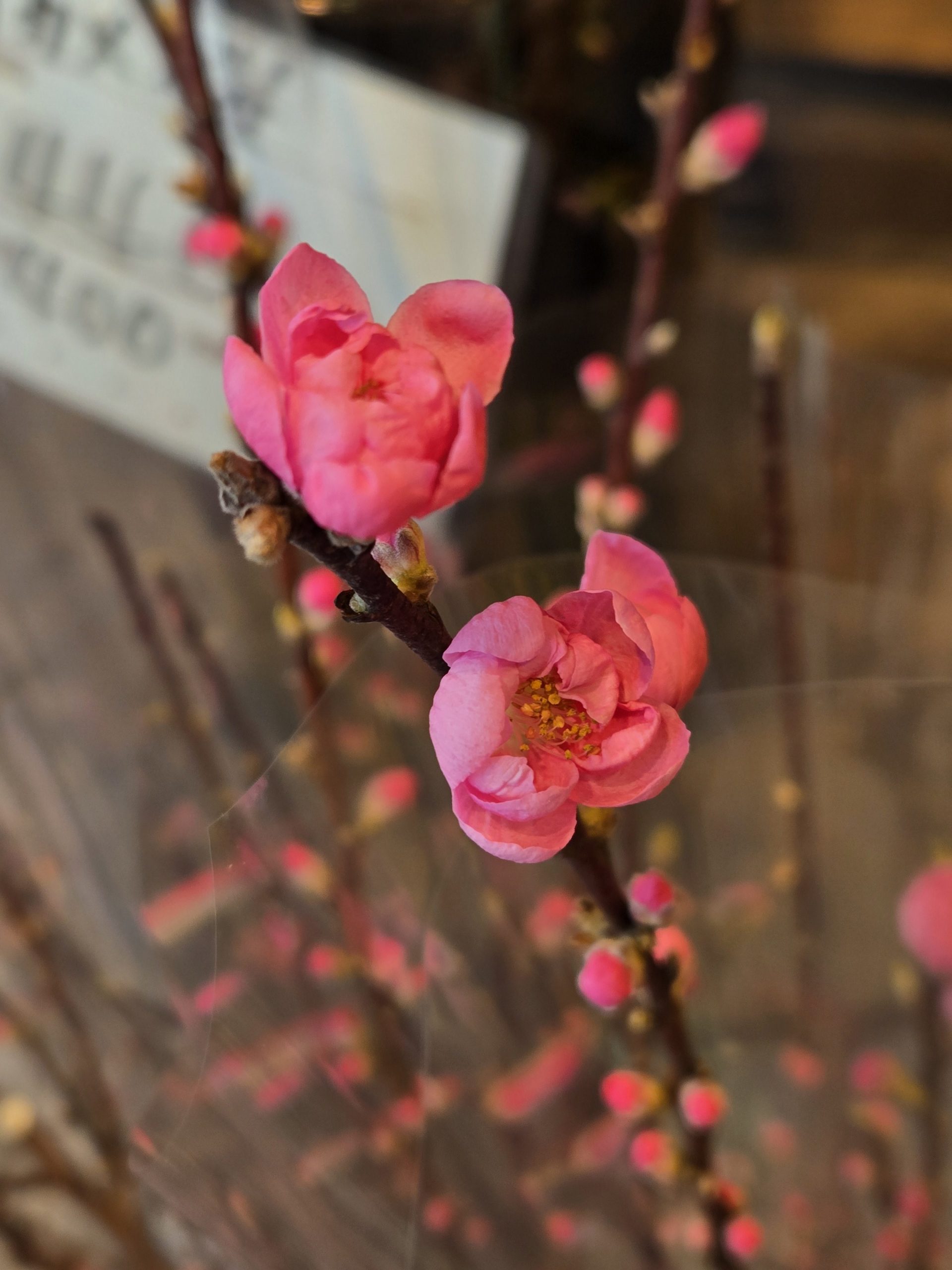 桃｜「花里」　（神奈川県逗子市の花キューピット加盟店 花屋）のブログ