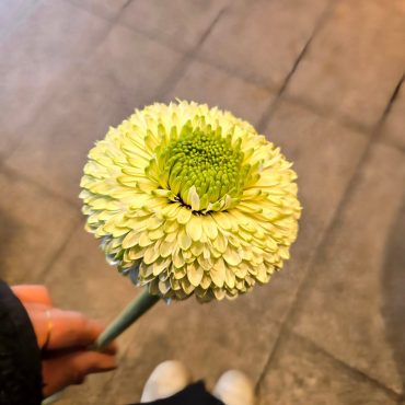 ビリビリ｜「花里」　（神奈川県逗子市の花キューピット加盟店 花屋）のブログ