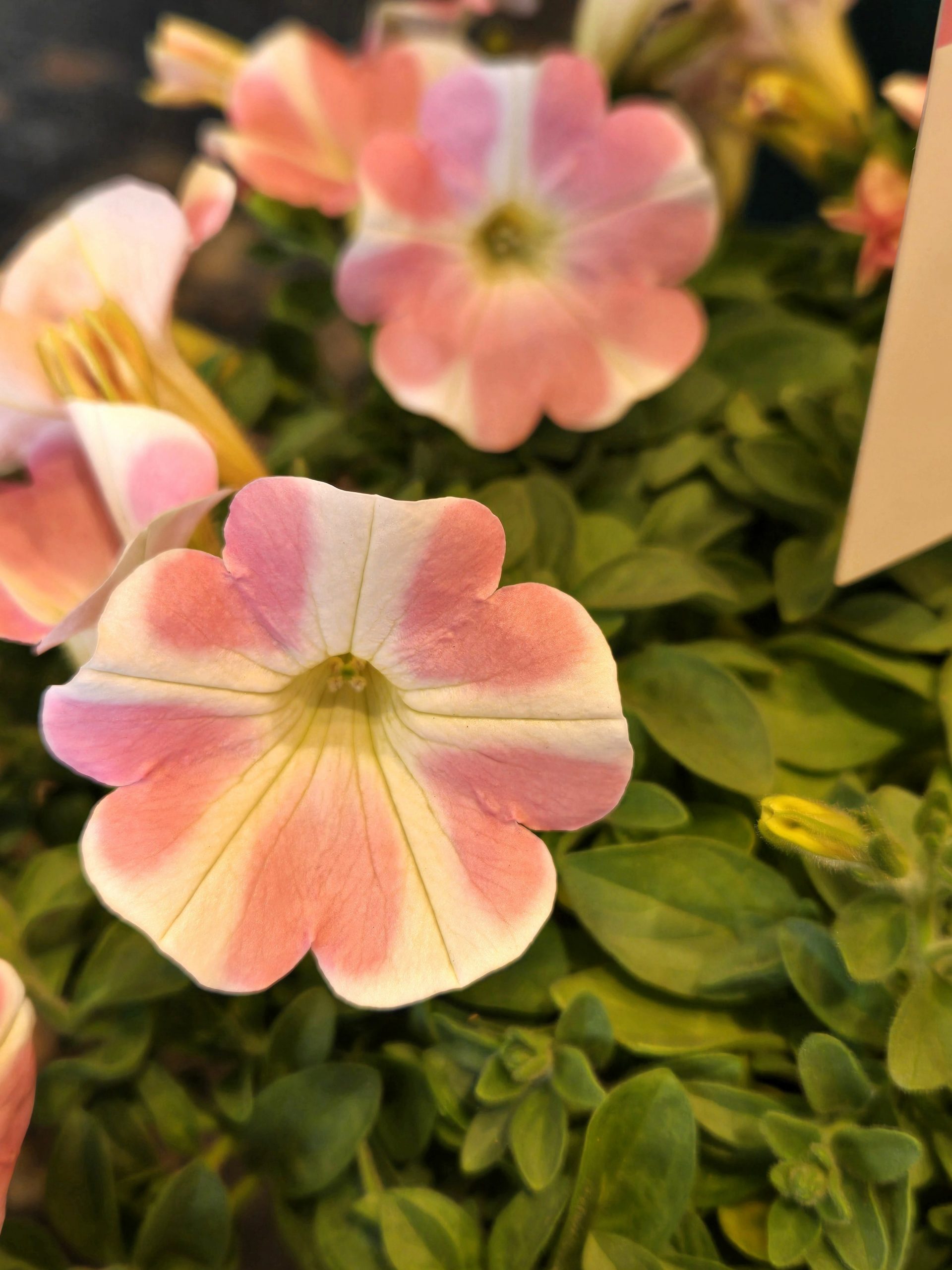 ももいろハート｜「花里」　（神奈川県逗子市の花キューピット加盟店 花屋）のブログ