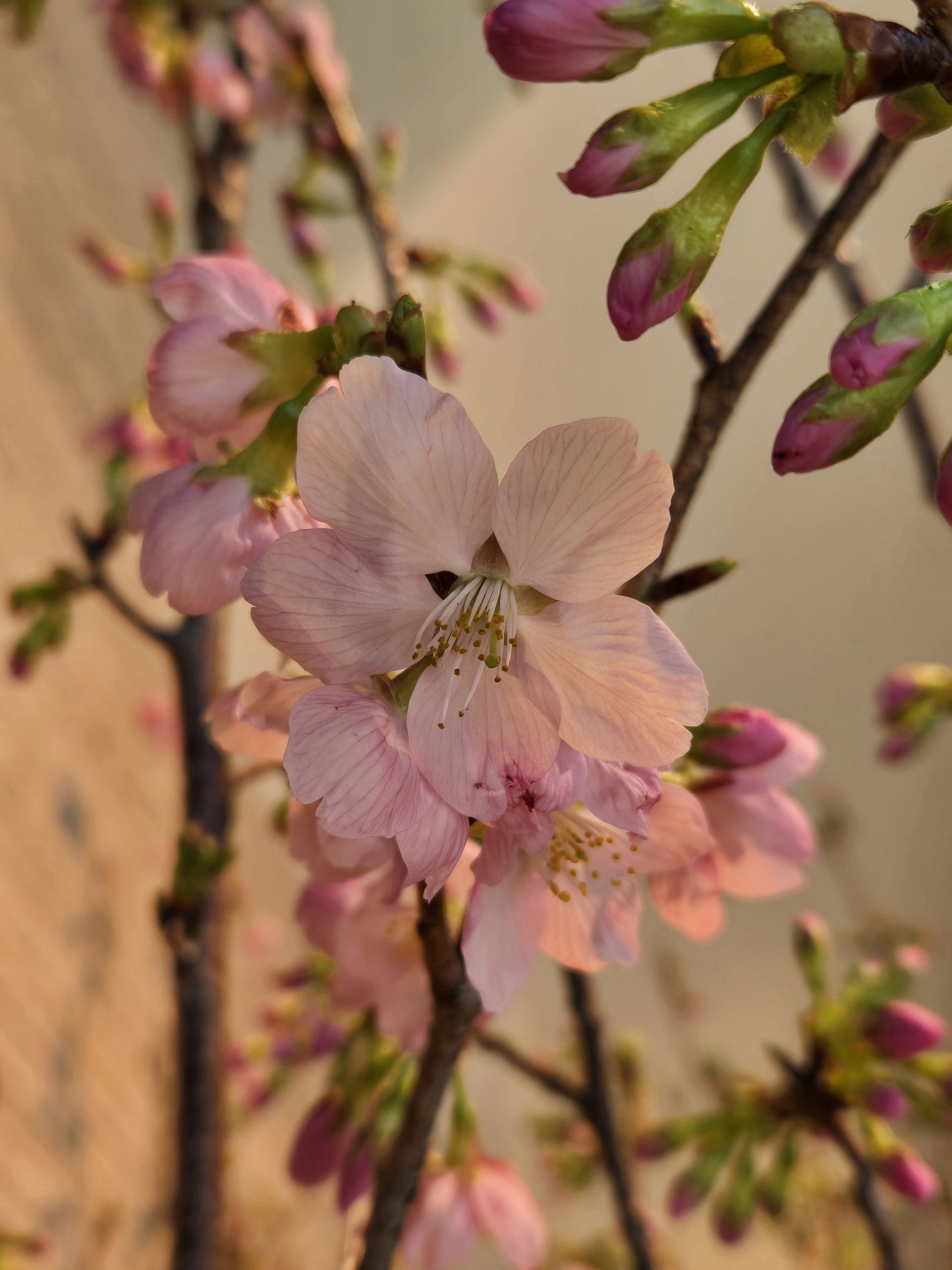 桜リレー｜「花里」　（神奈川県逗子市の花キューピット加盟店 花屋）のブログ