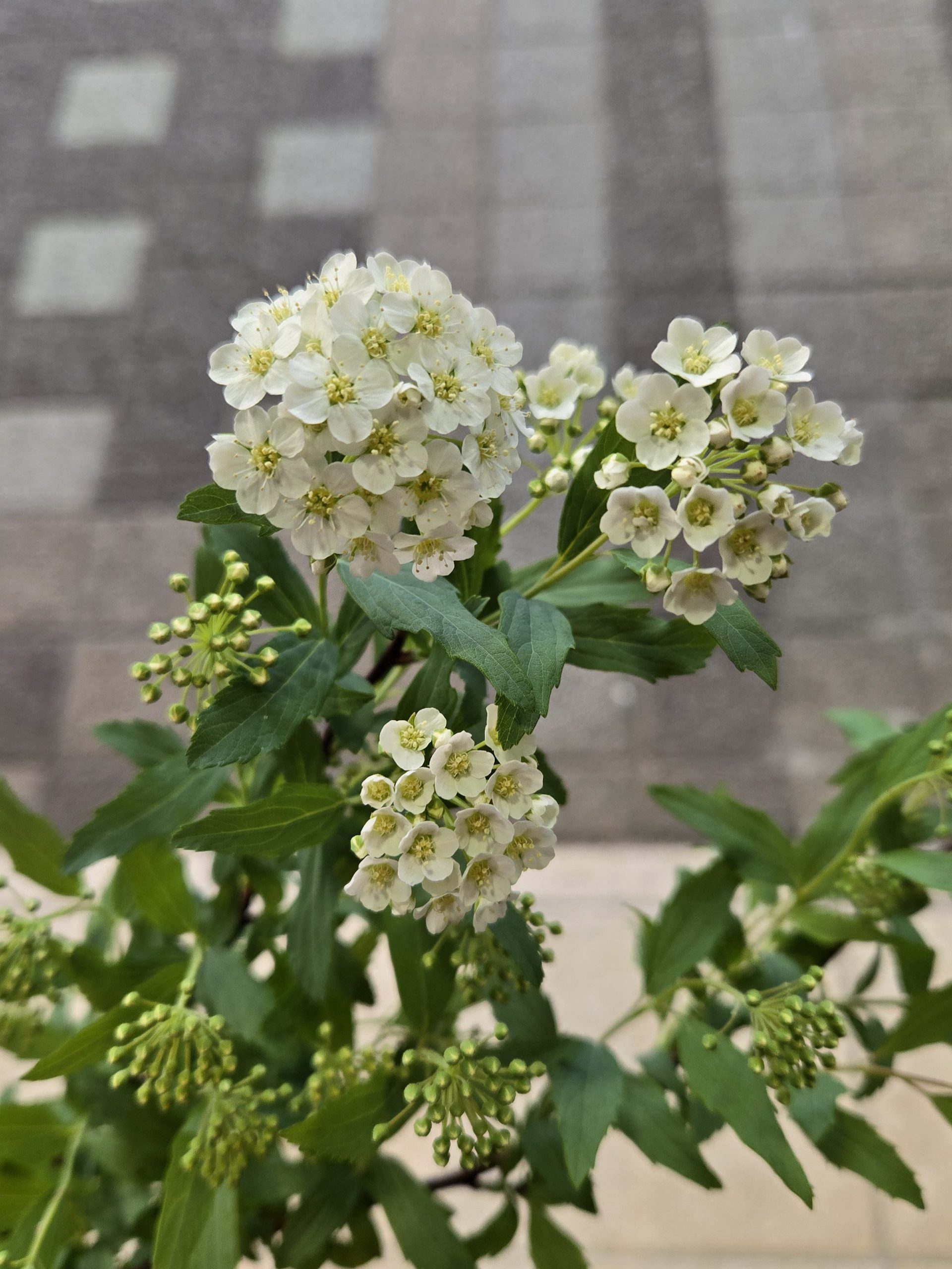 夏から冬へ｜「花里」　（神奈川県逗子市の花キューピット加盟店 花屋）のブログ