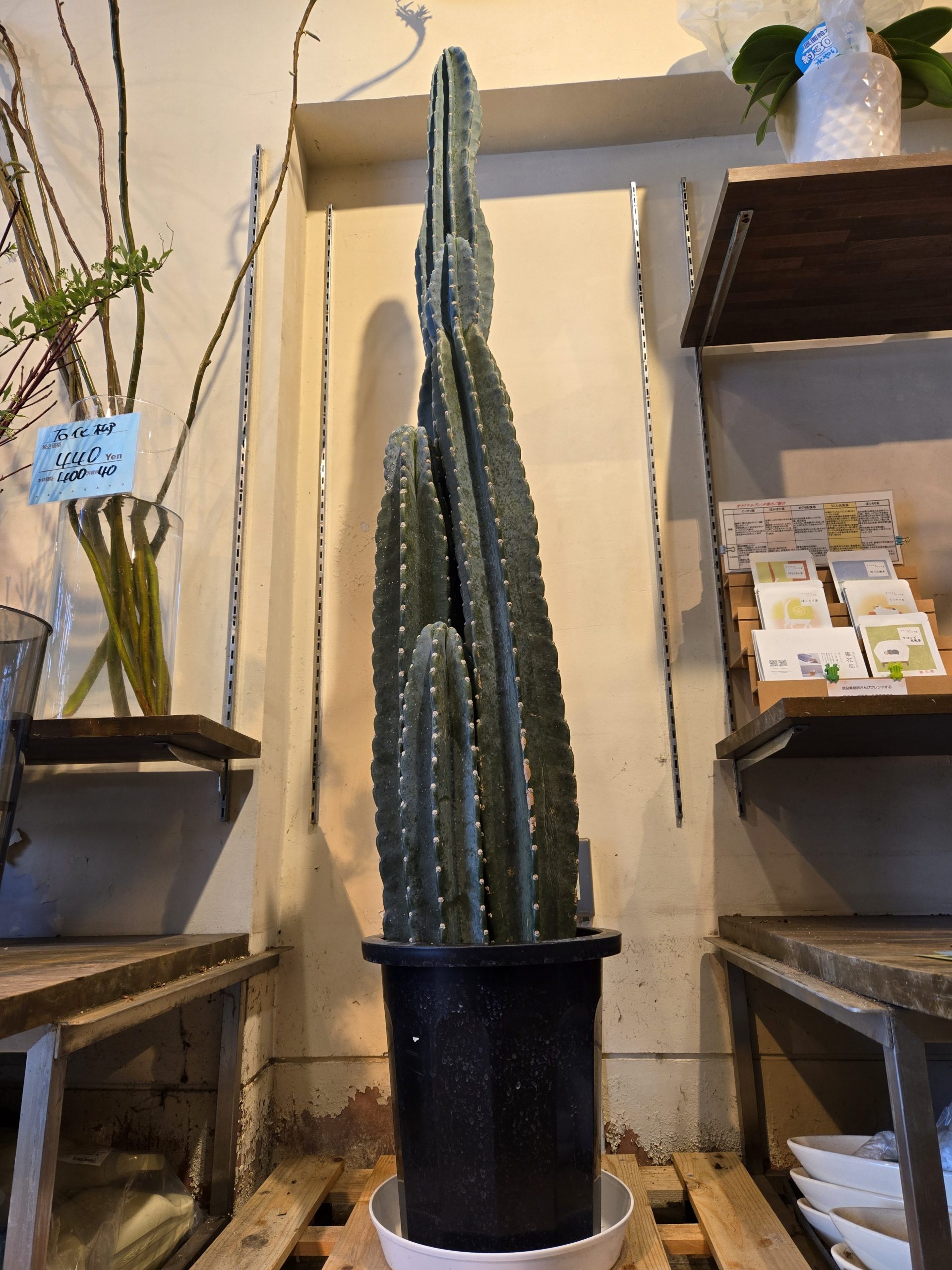 理想の身長差でした｜「花里」　（神奈川県逗子市の花キューピット加盟店 花屋）のブログ