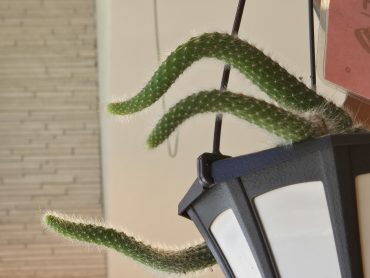 手招き｜「花里」　（神奈川県逗子市の花キューピット加盟店 花屋）のブログ