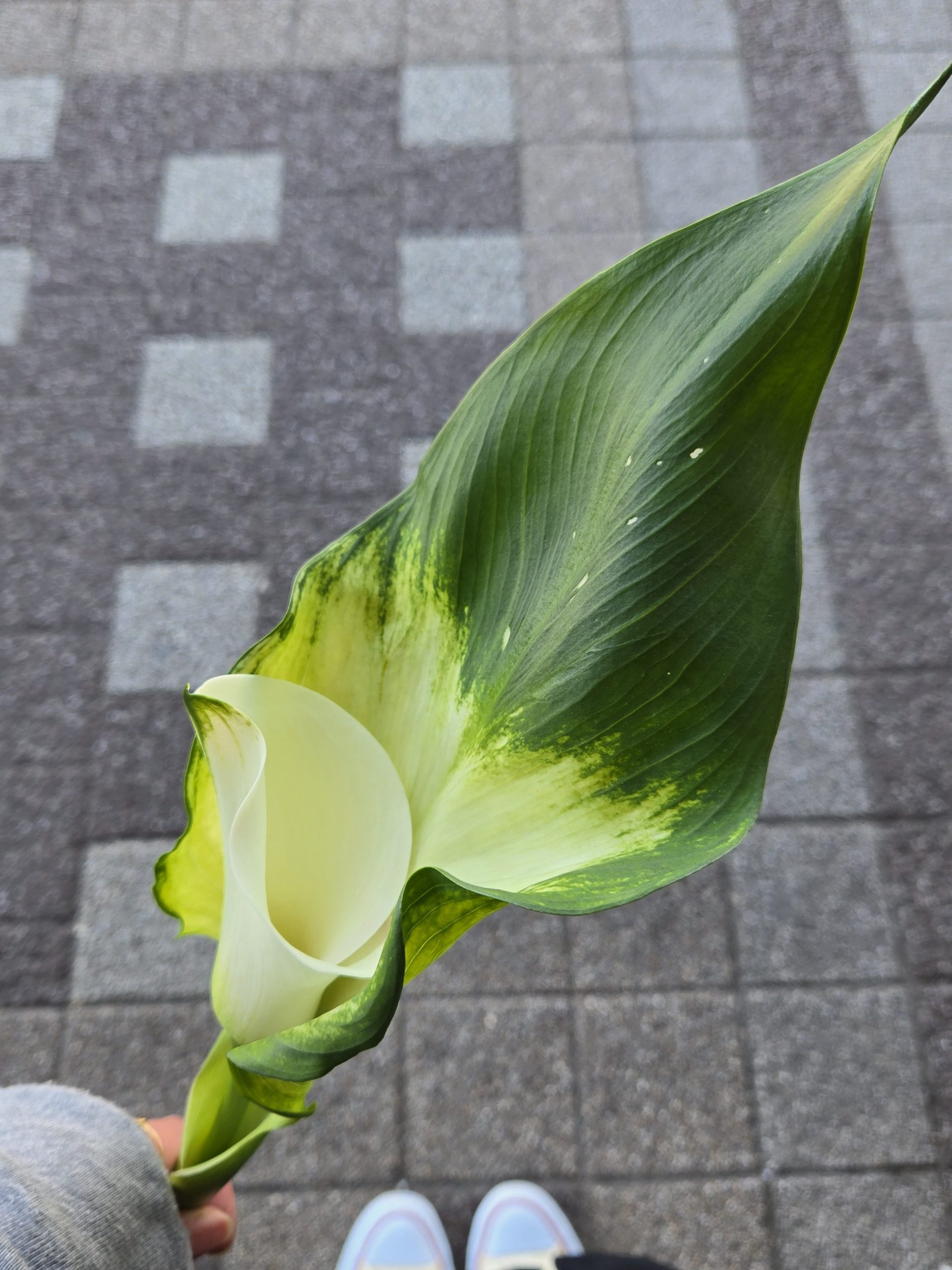 当たり！｜「花里」　（神奈川県逗子市の花キューピット加盟店 花屋）のブログ
