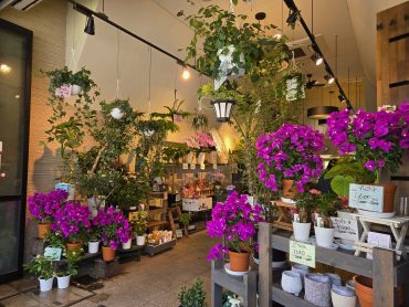 夏の景色｜「花里」　（神奈川県逗子市の花キューピット加盟店 花屋）のブログ