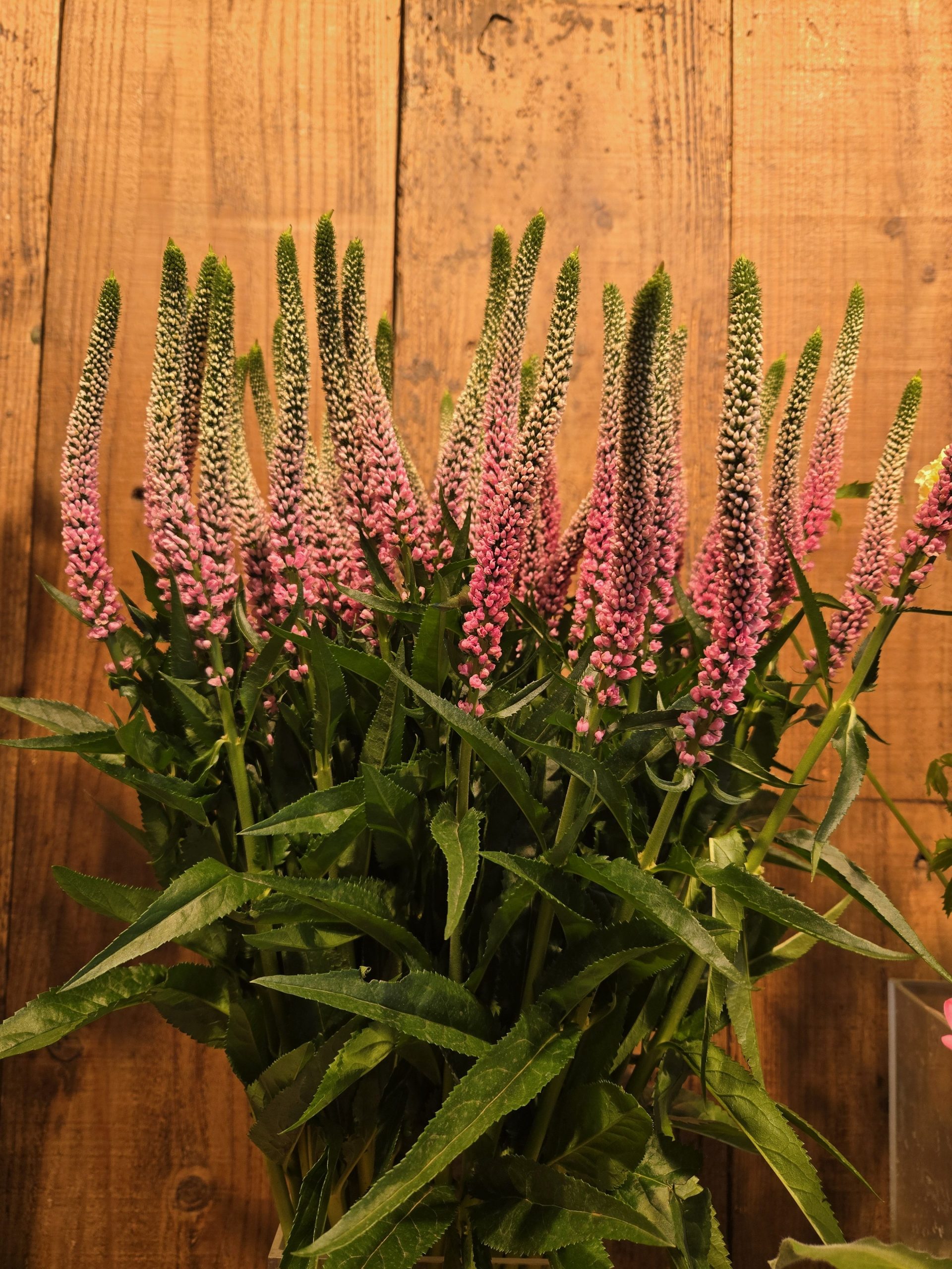 すっく｜「花里」　（神奈川県逗子市の花キューピット加盟店 花屋）のブログ