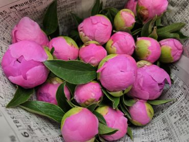すべすべギュッ｜「花里」　（神奈川県逗子市の花キューピット加盟店 花屋）のブログ