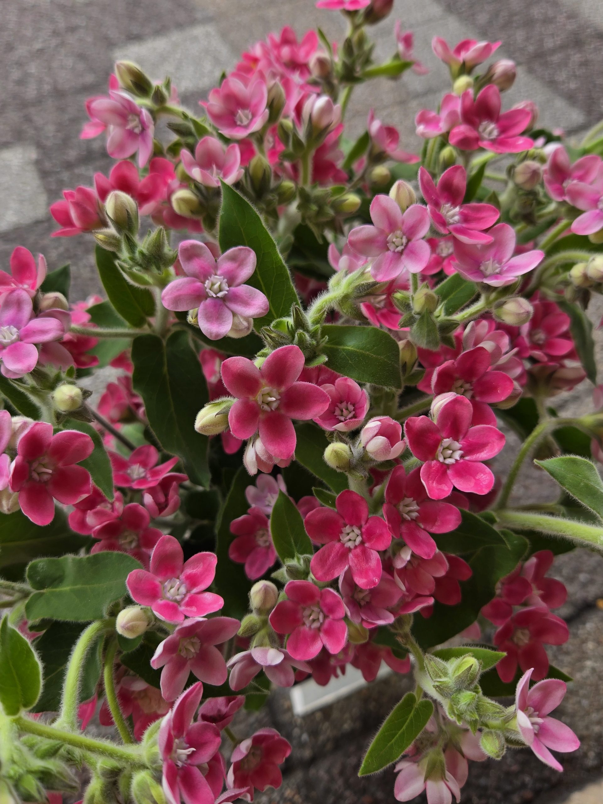 銀河｜「花里」　（神奈川県逗子市の花キューピット加盟店 花屋）のブログ
