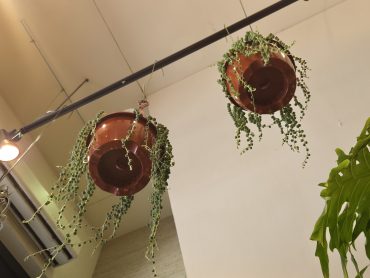 雫｜「花里」　（神奈川県逗子市の花キューピット加盟店 花屋）のブログ