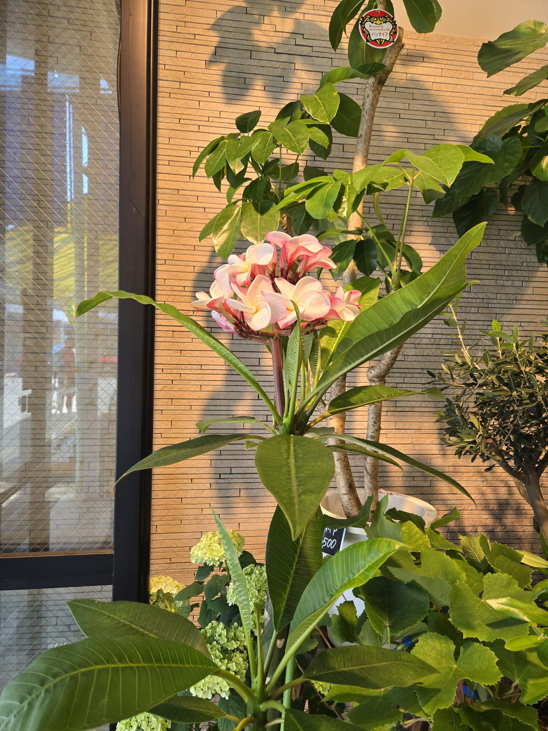 夏気分｜「花里」　（神奈川県逗子市の花キューピット加盟店 花屋）のブログ