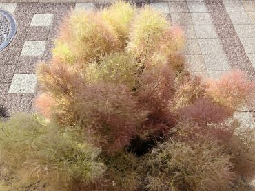 もくもく｜「花里」　（神奈川県逗子市の花キューピット加盟店 花屋）のブログ