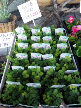 おじぎ草｜「ポピー」　（京都府八幡市の花キューピット加盟店 花屋）のブログ