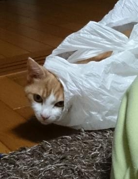 ヴィヴィっち♀｜「ポピー」　（京都府八幡市の花キューピット加盟店 花屋）のブログ