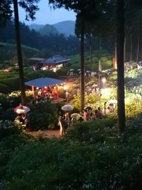 三室戸寺の紫陽花ライトアップ｜「ポピー」　（京都府八幡市の花キューピット加盟店 花屋）のブログ