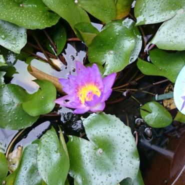 睡蓮花｜「ポピー」　（京都府八幡市の花キューピット加盟店 花屋）のブログ