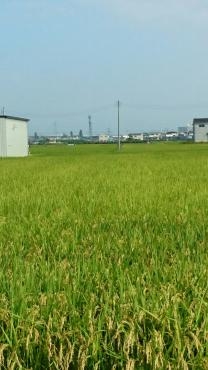鼻がつらい｜「ポピー」　（京都府八幡市の花キューピット加盟店 花屋）のブログ