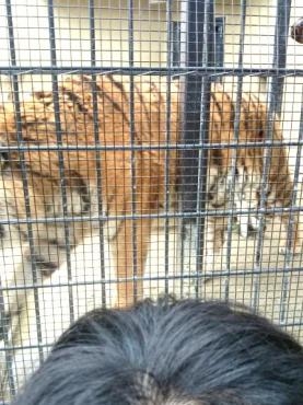 京都市立動物園｜「ポピー」　（京都府八幡市の花キューピット加盟店 花屋）のブログ