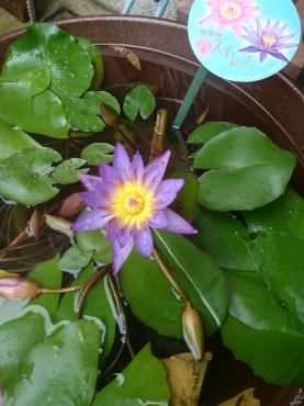 今年も睡蓮咲きました｜「ポピー」　（京都府八幡市の花キューピット加盟店 花屋）のブログ