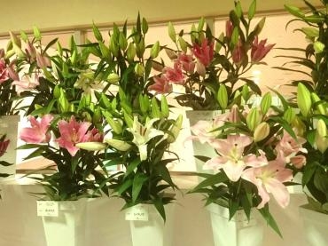 流木｜「ポピー」　（京都府八幡市の花キューピット加盟店 花屋）のブログ
