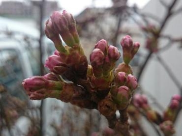 ありえないっす｜「ポピー」　（京都府八幡市の花キューピット加盟店 花屋）のブログ