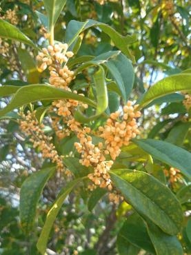 キンモクセイの季節だ～｜「ポピー」　（京都府八幡市の花キューピット加盟店 花屋）のブログ
