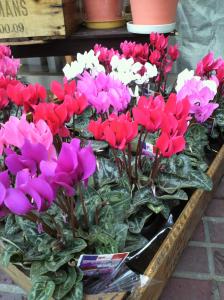 冬がきたーーーー(*^。^*)｜「フラワーショップ花よど」　（熊本県天草市の花キューピット加盟店 花屋）のブログ