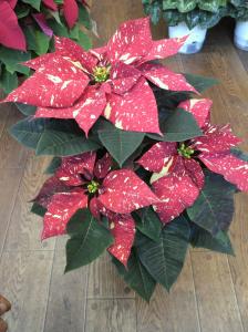 ☆１１２９☆｜「フラワーショップ花よど」　（熊本県天草市の花キューピット加盟店 花屋）のブログ