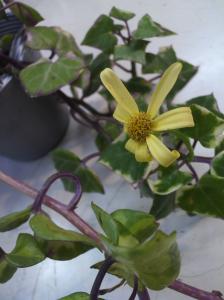 咲いた✿咲いた✿｜「フラワーショップ花よど」　（熊本県天草市の花キューピット加盟店 花屋）のブログ
