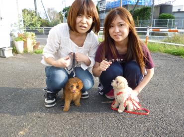 コタ/フウの兄弟日記。ワン! (初散歩)｜「石飛生花店」　（島根県出雲市の花キューピット加盟店 花屋）のブログ