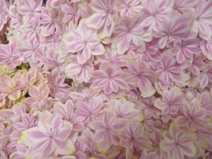大社ショッピングセンター 母の日セール｜「石飛生花店」　（島根県出雲市の花キューピット加盟店 花屋）のブログ
