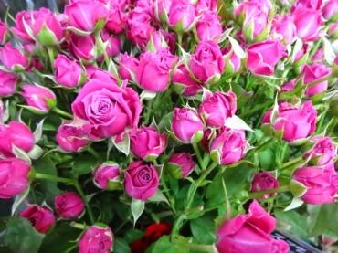 暑！！！｜「ポピー」　（京都府八幡市の花キューピット加盟店 花屋）のブログ