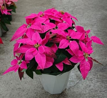 2018年　クリスマスにオススメ！プリンセチア♪｜「愛花」　（愛媛県松山市の花キューピット加盟店 花屋）のブログ