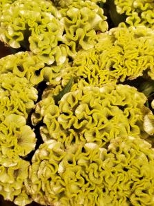 不思議な眺め｜「花里」　（神奈川県逗子市の花キューピット加盟店 花屋）のブログ