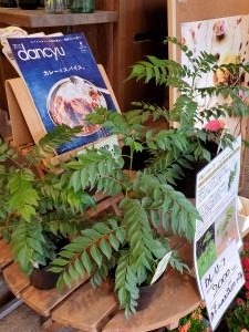 カレーリーフ｜「花里」　（神奈川県逗子市の花キューピット加盟店 花屋）のブログ