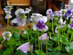 パンダ｜「花里」　（神奈川県逗子市の花キューピット加盟店 花屋）のブログ