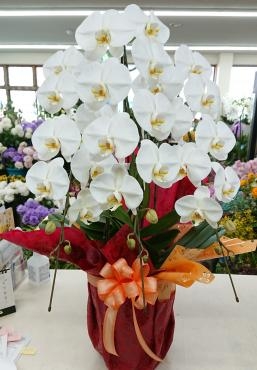 お祝い 胡蝶蘭 白３本立｜「愛花」　（愛媛県松山市の花キューピット加盟店 花屋）のブログ
