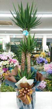 お祝い 観葉植物 ユッカ｜「愛花」　（愛媛県松山市の花キューピット加盟店 花屋）のブログ