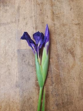二番花｜「花里」　（神奈川県逗子市の花キューピット加盟店 花屋）のブログ