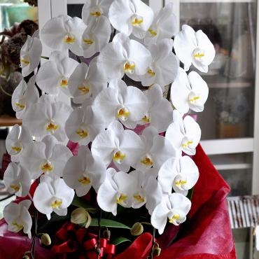 御祝に胡蝶蘭｜「フローリスト　シバタ」　（兵庫県三木市の花キューピット加盟店 花屋）のブログ
