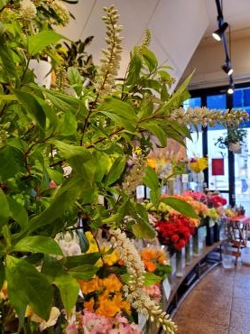 夏｜「花里」　（神奈川県逗子市の花キューピット加盟店 花屋）のブログ