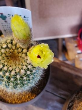 待つ時間｜「花里」　（神奈川県逗子市の花キューピット加盟店 花屋）のブログ