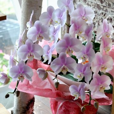 サプライズ・フラワープレゼント｜「フローリスト　シバタ」　（兵庫県三木市の花キューピット加盟店 花屋）のブログ