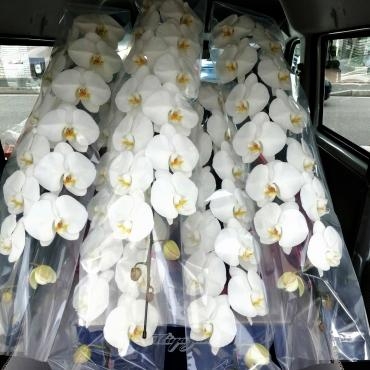 御祝に胡蝶蘭｜「フローリスト　シバタ」　（兵庫県三木市の花キューピット加盟店 花屋）のブログ