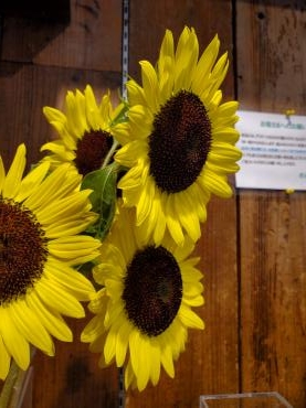 夏至｜「花里」　（神奈川県逗子市の花キューピット加盟店 花屋）のブログ