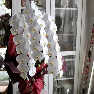 御祝に胡蝶蘭｜「フローリスト　シバタ」　（兵庫県三木市の花キューピット加盟店 花屋）のブログ