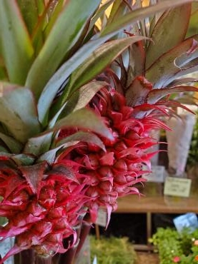 パイナポー｜「花里」　（神奈川県逗子市の花キューピット加盟店 花屋）のブログ