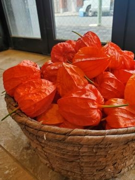 ほおずき｜「花里」　（神奈川県逗子市の花キューピット加盟店 花屋）のブログ