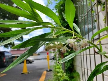 ど根性｜「花里」　（神奈川県逗子市の花キューピット加盟店 花屋）のブログ