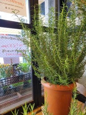 肉に魚に｜「花里」　（神奈川県逗子市の花キューピット加盟店 花屋）のブログ